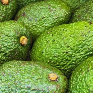 Avocado Tree Live Plant Seedling - 4 Inch Potted - Fruit Gardening Outdoor - Image 5