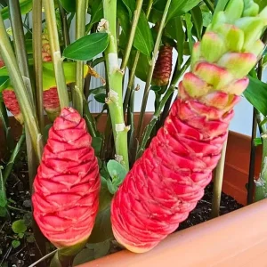 Awapuhi Shampoo Ginger Rhizomes - 2 Pcs Zingiber Zerumbet for Outdoor Planting - Image 2