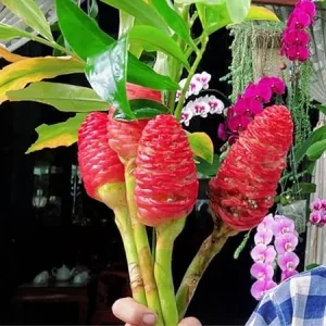 Awapuhi Shampoo Ginger Rhizomes - 6 Fresh Roots, Outdoor Planting, Zones 9-11 - Image 6