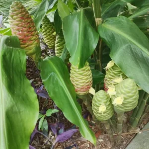 Awapuhi Shampoo Ginger Rhizomes - 8 Pack Zingiber Zerumbet Tubers for Planting - Image 8