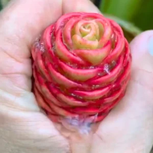 Awapuhi Shampoo Ginger Rhizomes - 8 Roots for Planting, Hawaiian Ginger Lily Plants - Image 2