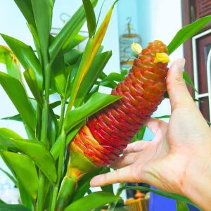 Awapuhi Shampoo Ginger Rhizomes - 8 Roots for Planting, Hawaiian Ginger Lily Plants - Image 3