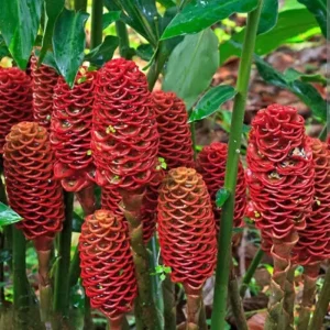 Awapuhi Shampoo Ginger Rhizomes - 8 Roots for Planting, Hawaiian Ginger Lily Plants - Image 5