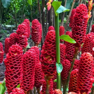 Awapuhi Shampoo Ginger Rhizomes - 8 Roots for Planting, Hawaiian Ginger Lily Plants - Image 7