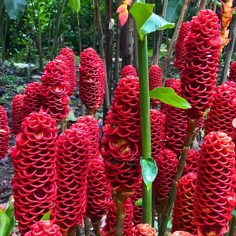 Awapuhi Shampoo Ginger Rhizomes - 8 Roots for Planting, Hawaiian Ginger Lily Plants - Image 7