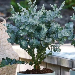 Baby Blue Eucalyptus Live Plant – 2.5 Inch Pot, Fragrant Silver-Blue Foliage, Indoor/Outdoor Tree Starter - Image 4