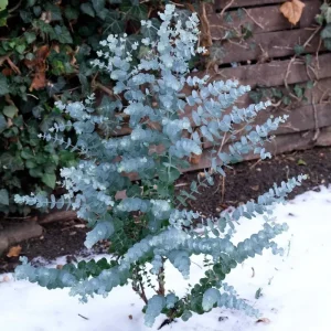 Baby Blue Eucalyptus Live Plant 2.5