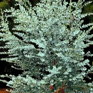 Baby Blue Eucalyptus Live Plant – 4 to 8 Inch Tall – Indoor/Outdoor Fragrant Foliage - Image 3