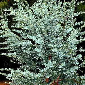 Baby Blue Eucalyptus Live Plant – 4 to 8 Inch Tall – Indoor/Outdoor Fragrant Foliage - Image 1