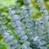 Baby Blue Eucalyptus Live Plant for Indoor & Outdoor, Fragrant 2.5'' Pot - Image 1