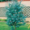 Baby Blue Eucalyptus Live Plant in 2.5" Pot – Cold Hardy Starter Tree - Image 1