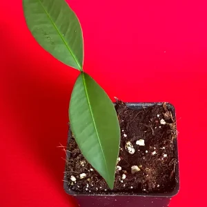 Bacuri (Garcinia Acuminata) Tropical Fruit Tree Starter Plant, 3-6'' Tall, Live - Image 2