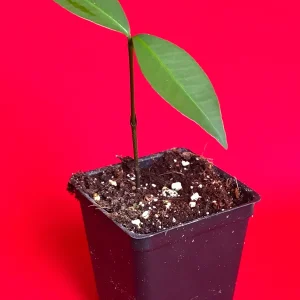 Bacuri (Garcinia Acuminata) Tropical Fruit Tree Starter Plant, 3-6'' Tall, Live - Image 3