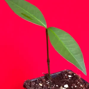 Bacuri (Garcinia Acuminata) Tropical Fruit Tree Starter Plant, 3-6'' Tall, Live - Image 4