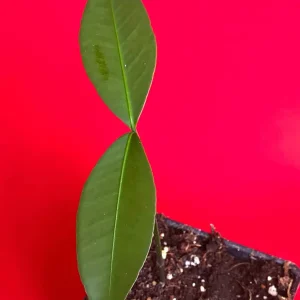Bacuri (Garcinia Acuminata) Tropical Fruit Tree Starter Plant, 3-6'' Tall, Live - Image 6