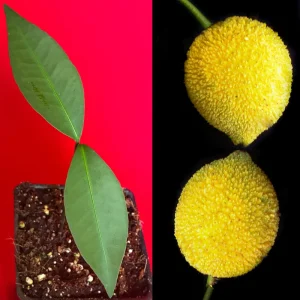 Bacuri (Garcinia Acuminata) Tropical Fruit Tree Starter Plant, 3-6'' Tall, Live - Image 1