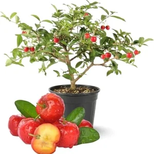 Barbados Cherry Tree Live Plant, 12-18 inch Tall, Edible Cherry for Outdoor Growing - Image 3