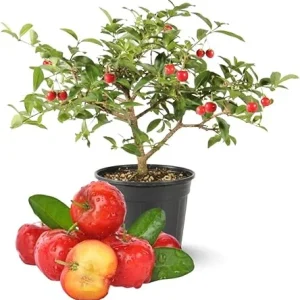 Barbados Cherry Tree Live Plant, 12-18 inch Tall, Edible Cherry for Outdoor Growing - Image 4