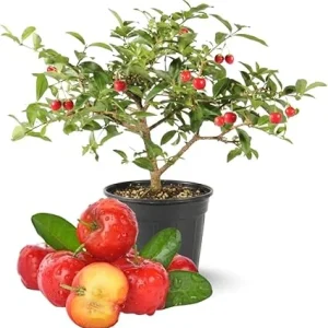 Barbados Cherry Tree Live Plant, 12-18 inch Tall, Edible Cherry for Outdoor Growing - Image 7