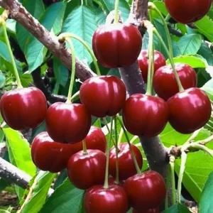Barbados Cherry Tree Live Plant - 12 inch, High Yielding, Cold Hardy, Outdoor - Image 5
