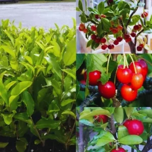 Barbados Cherry Tree Live Plant – Fast-Growing Sweet Fruit – 4-8