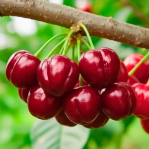 Barbados Cherry Tree Live Plant – Fast-Growing Sweet Fruit – 4-8