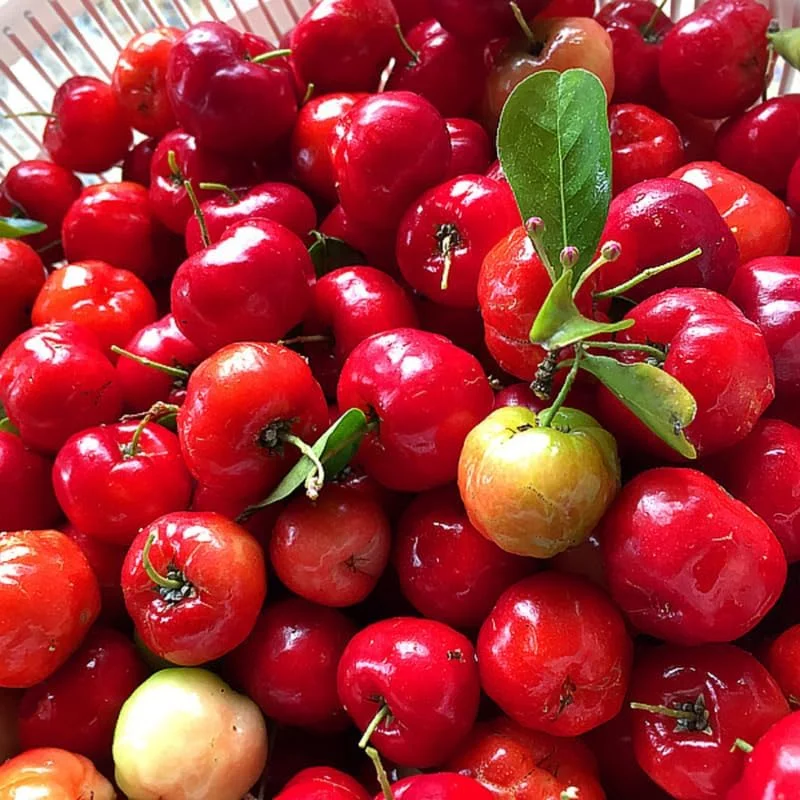 Barbados Cherry Tree Live Plant – Fast-Growing Sweet Fruit – 4-8" Tall - Image 6