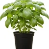 Basil Live Plant – 4” Potted Large Leaf Herb for Indoor & Outdoor Gardens - Image 1