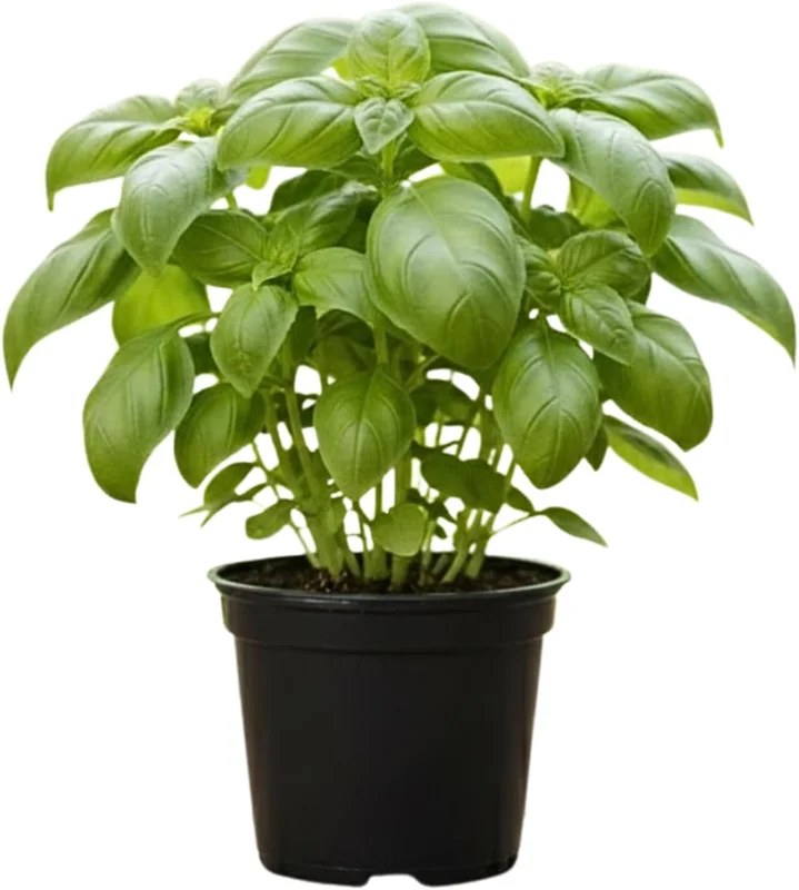 Basil Live Plant – 4” Potted Large Leaf Herb for Indoor & Outdoor Gardens - Image 1