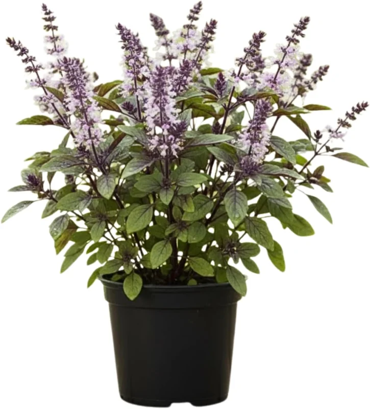 Basil Live Plant – 4” Potted Large Leaf Herb for Indoor & Outdoor Gardens - Image 2