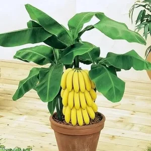Basjoo Banana Tree Live Plant, Cold Hardy, Tropical, 4-8 Inch Tall Seedling - Image 3