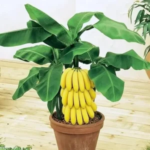 Basjoo Banana Tree Live Plant, Cold Hardy, Tropical, 4-8 Inch Tall Seedling - Image 1