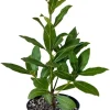 Bay Laurel Live Plant, 8-10 Inches Tall, 4 Inch Pot, Laurus Nobilis Herb - Image 1