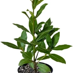 Bay Laurel Live Plant, 8-10 Inches Tall, 4 Inch Pot, Laurus Nobilis Herb - Image 2