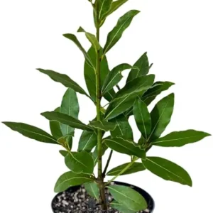Bay Laurel Live Plant, 8-10 Inches Tall, 4 Inch Pot, Laurus Nobilis Herb - Image 3