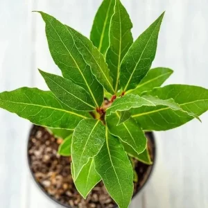 Bay Laurel Live Plant – Laurus Nobilis – 8-10 inch – Fragrant – Indoor/Outdoor - Image 2