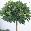 Bay Laurel Tree Live Plant, Laurus Nobilis Herb, 6-9 Inches Tall, Sweet Bay - Image 1