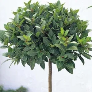 Bay Laurel Tree Live Plant, Laurus Nobilis Herb, 6-9 Inches Tall, Sweet Bay - Image 3