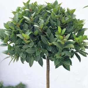 Bay Laurel Tree Live Plant, Laurus Nobilis Herb, 6-9 Inches Tall, Sweet Bay - Image 6