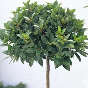 Bay Laurel Tree Live Plant, Laurus Nobilis Herb, 6-9 Inches Tall, Sweet Bay - Image 7
