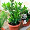 Bay Laurel Tree Live Plant, Sweet Bay Laurus Nobilis, 8-10" Tall, Indoor/Outdoor Culinary Herb - Image 1
