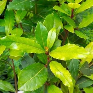 Bay Leaf Laurel Tree Live Plant, Sweet Bay Laurus Nobilis, 7-9 Inches Tall, Indoor/Outdoor - Image 4