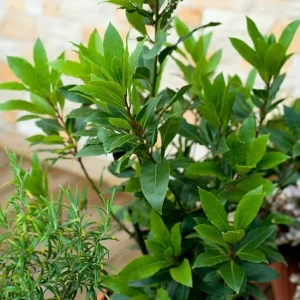 Bay Leaf Live Plant, 5-8 Inch Tall, 4 Inch Pot - Indoor & Outdoor Bay Tree - Image 2