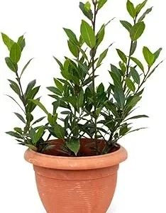 Bay Leaf Live Plant 8-12