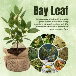 Bay Leaf Live Plant (Laurus Nobilis) 5-8