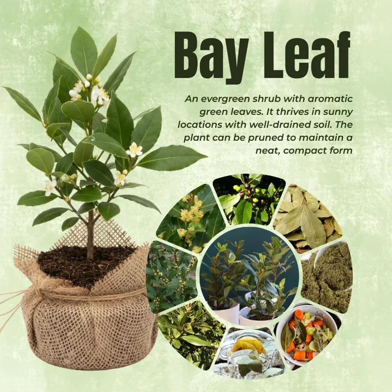Bay Leaf Live Plant (Laurus Nobilis) 5-8" Tall, Fragrant Culinary Herb Tree - Image 2