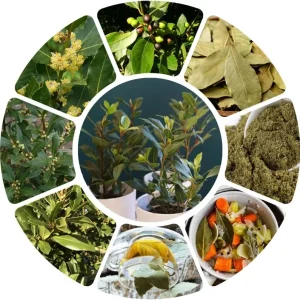 Bay Leaf Live Plant (Laurus Nobilis) 5-8