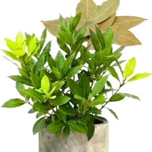 Bay Leaf Live Plant (Laurus Nobilis) 5-8