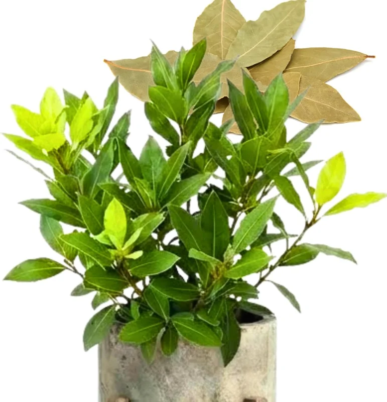 Bay Leaf Live Plant (Laurus Nobilis) 5-8" Tall, Fragrant Culinary Herb Tree - Image 7