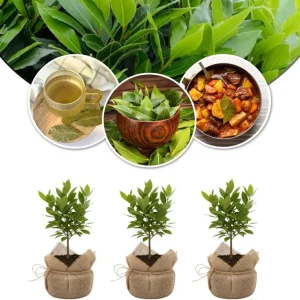Bay Leaf Live Plant (Laurus Nobilis) 5-8